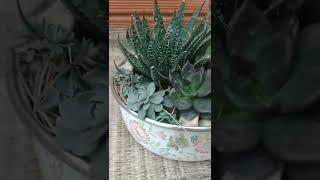 Lindo arranjo montado em uma lata decorada . #deixaolike #suculentas