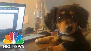 Pet Adoptions Skyrocket As Social Distancing Orders Grow | NBC News NOW