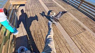 Galveston Seawall fishing with a bucket of dead shrimp: Crazy Pelican (Catch, Clean, Cook)