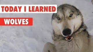 11 Amazing Facts About Wolves You Didn't Know 2020