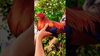 lemon kelso #chicken #ayam #rooster