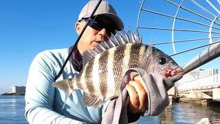 How to Catch Sheepshead! Ultimate Fishing Tutorial