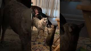 Funny life of cats and dogs