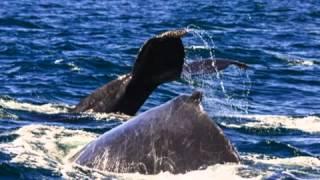Best of Natural History 2012-Mobile.m4v