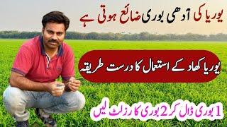 The best method for urea fertilizer application in wheat crop | How to apply Urea in crops