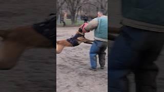 Cool dog Hard.  Malinois training.  GUARD.  Odessa 2024.