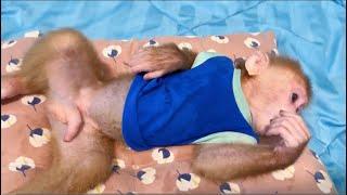 Adorable baby monkey Miker drink milk for breakfast