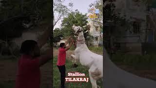 For Sell Stallion Tilakraj age 6 Year Sired by Breeding Star Rajtilak Grand sired, Karan 9824231927