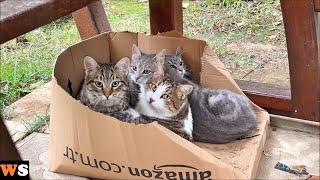 What Happens If You Put An Empty Box Near So Many Cats And Kittens?