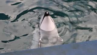 Helen The Lonely Pacific White-Sided Dolphin At Vancouver Aquarium