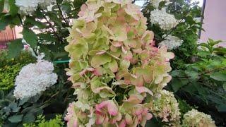 Гортензия метельчатая Граффити Hydrangea paniculata Graffiti