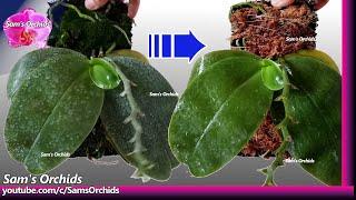 Replace sphagnum moss for mounted Phalaenopsis orchid