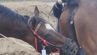 Horse Meeting | Horse Breeding | #horsemeeting #horsebreeding #viral #viralvideos