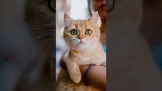 That’s not a dog  Cat Street Portraits! #streetportraits #dogphotography #24mm #sonyalpha