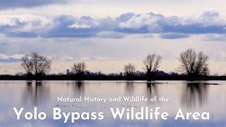 Yolo Bypass Wildlife Area | Out in The Wild with The Jona Gaze