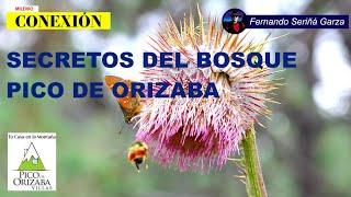 SECRETOS DEL BOSQUE EN EL PICO DE ORIZABA