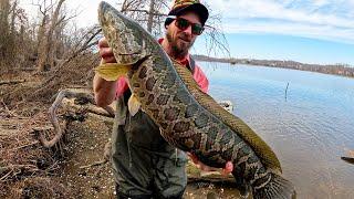 Testing a New Chatterbait Short Review for Spring Bass & Snakehead