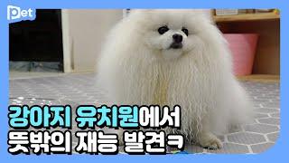 유치원 자유시간에 생긴 일┃개린이집 라이프 EP.3┃어바웃펫 About Pet