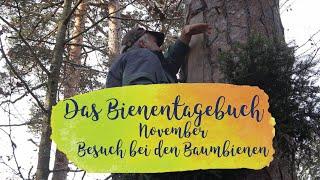 Besuch bei den Baumbienen | Das Mellifera-Bienentagebuch | November