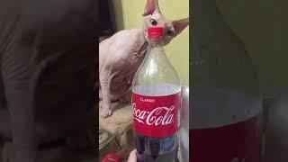 СФИНКСА МОЖЕТ ЗАИНТЕРЕСОВАТЬ, ЧТО УГОДНО #СФИНКС #КАНАДСКИЙСФИНКС #SPHINX #SPHINXCAT #CAT