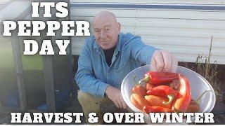 Pepper Harvest & Over Winter [Container Gardening ]