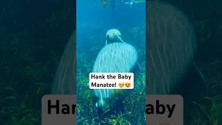 Hank the Baby Manatee!  #florida #wildlife #conservation #manatee