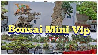 ZBV-KB2:Dàn Bonsai mini đẹp ngỡ  ngàng tại triển lãm Garden 99 .Tam Giang-Vân Dương Bắc Ninh