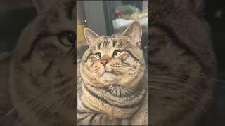 #cat #funny #happycats #catmemes #music #memes #trending #trendingshorts #new #reels