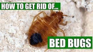 How To Get Rid Of Bed Bugs Guaranteed (4 Easy Steps)