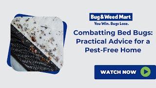 Bed Bug Basics: How to Identify, Prevent, and Treat Bed Bugs