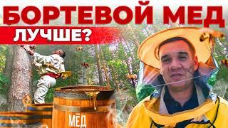 Бортевой мед - СЕКРЕТНАЯ СИЛА древнего пчеловодства? СВОЯ ЕДА