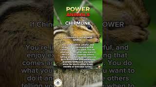 Chipmunk – as a Power Animal