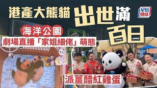 港產大熊貓百日宴｜公園派薑醋紅雞蛋 劇場實時直播「家姐細佬」萌態｜星島頭條新聞｜大熊貓｜港產熊貓｜百日宴｜海洋公園｜盈盈｜樂樂