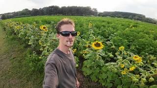 Smoking a Cigarette in a Half Grown Sunflower Field After the Rain