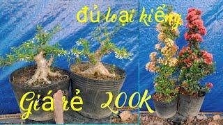 đủ loại kiểng Bonsai,, giá rẻ,,150k,, đến,,300k,,,bao síp Toàn Quốc,,