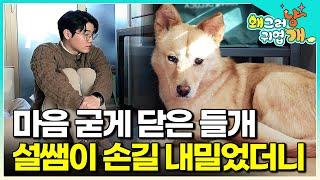 "도대체 무슨 일이 있었던 거니…." 7개월간 3번의 구조, 사람에게 받은 상처를 회복하지 못한 들개 출신 반려견을 위해 출동한 설쌤│#왜그러냥귀엽개