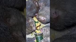 China's Giant Rats Sold for Meat!?  #BambooRat #ChinaFacts #WeirdFood