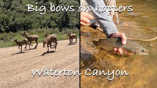 Fly Fishing WATERTON CANYON For Massive RAINBOWS Plus lots of BIGHORN SHEEP (PART 1)