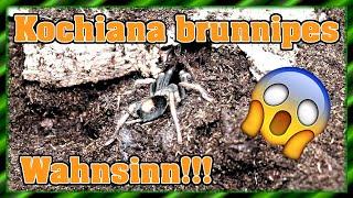 Spannenste Verpaarung - Kochiana brunnipes