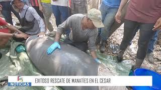 Exitoso rescate de Manatíes en el Cesar