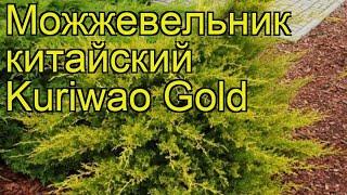 Можжевельник китайский Куривао голд. Краткий обзор, описание juniperus chinensis Kuriwao Gold