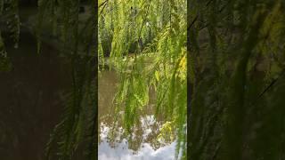 Rain reminds all things to grow! #rainshowers #nature #pond #view #peaceful #outdoor #shorts