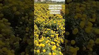 Guddi Ball yellow hybrid marigold one of the best verity in normal price #farming #trend #flower