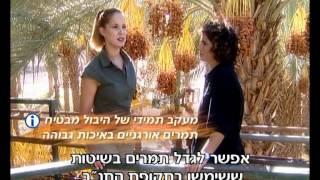 סרט דקומנטרי על התמרים בישראל צילום רני נחמני