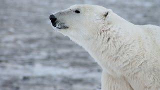 El Oso Polar