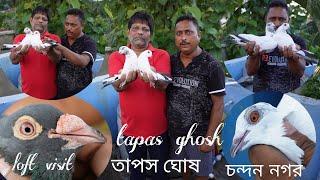 Top Class Madrasi Pigeons Loft Visit at Chandan Nagar ( Hooghly ) ,Tapas Ghosh  - 9007299941