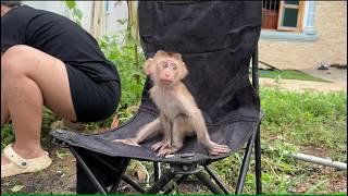 Baby Monkey Fifi & Mom’s Happy Farm Day