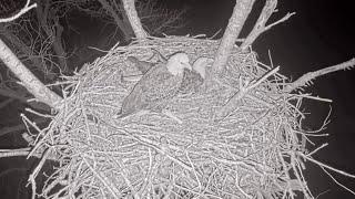 Kansas Eagles 12-31-24.  Night Moves:  Harvey & Ellie Spend the Night, Rest in their Nest.  