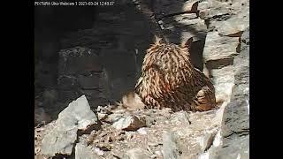 24/03/2021  12:49  Lotte observes butterflies (Eagle Owl, Germany, Eifel)