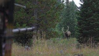 BOW HUNTING ELK IN GRIZZLY COUNTRY - EP 14 - LAND OF THE FREE